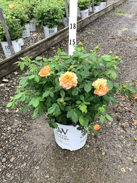 At Last Hybrid Tea Rose in a Proven Winners container with peach-apricot blooms and buds on a nursery gravel bed.