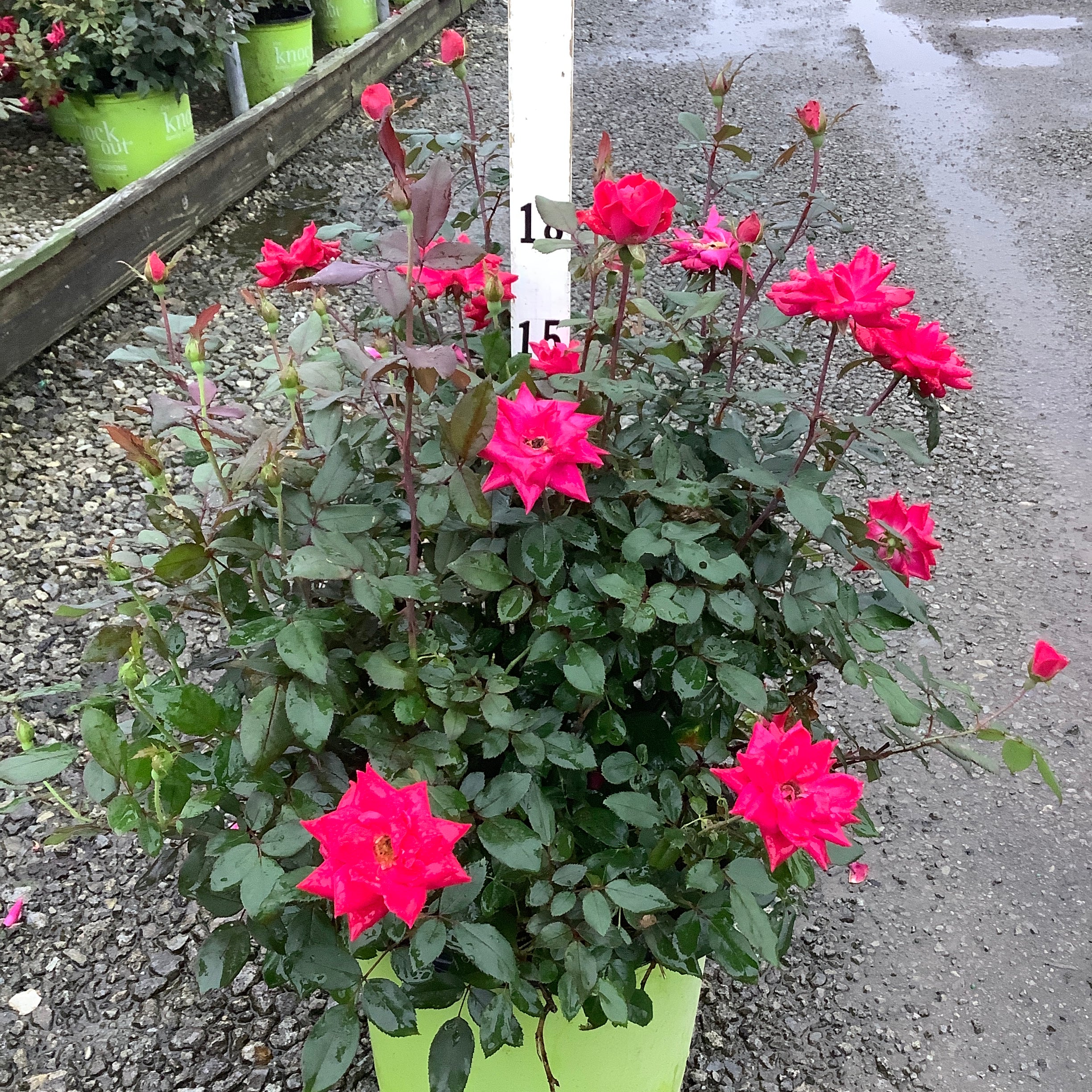 Red Double Knock Out Rose in a lime green #3 container, showing vibrant hot-pink double blooms at a nursery.