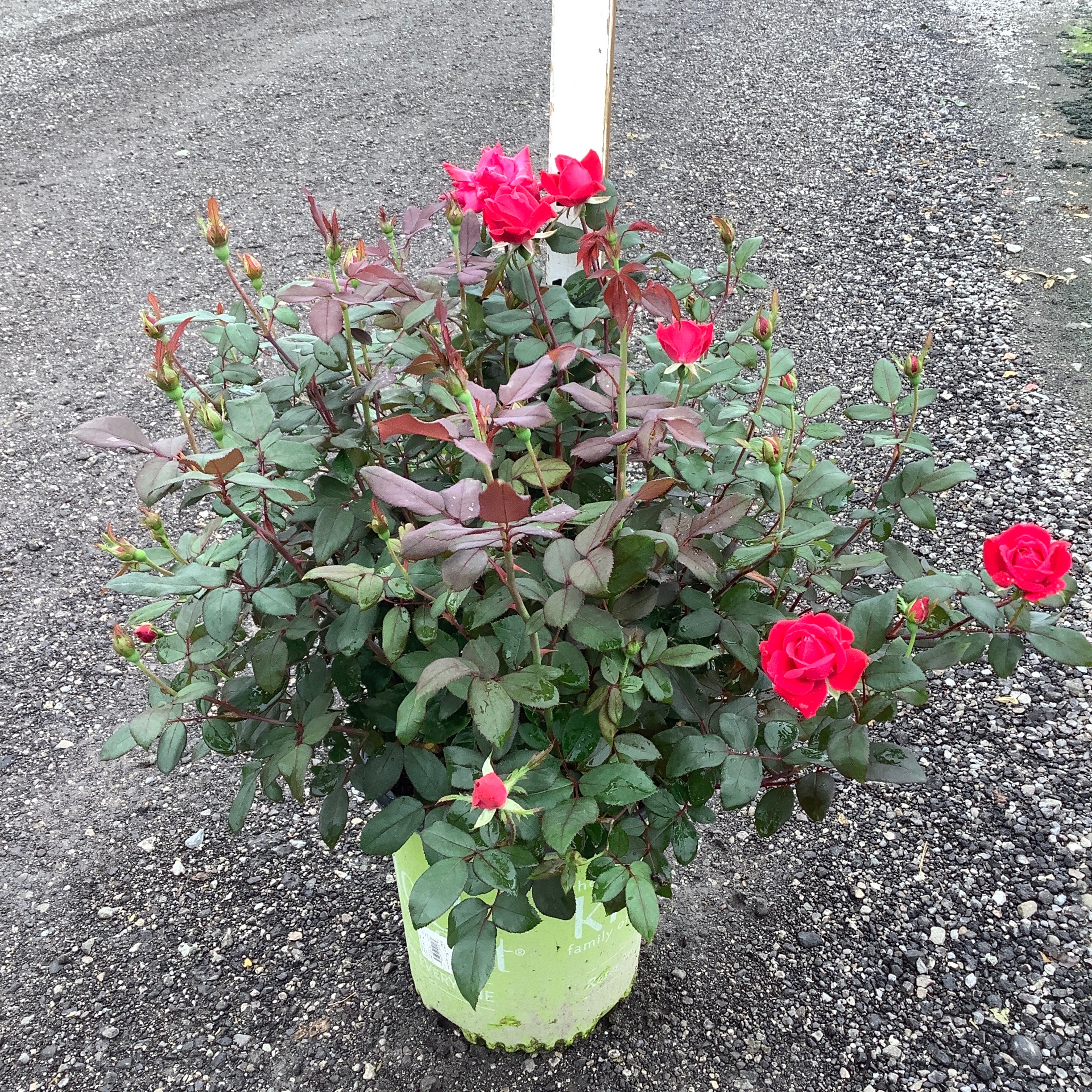 Red Double Knock Out Rose in a #2 container with bright red blooms and buds on a gravel surface, labeled number 24.