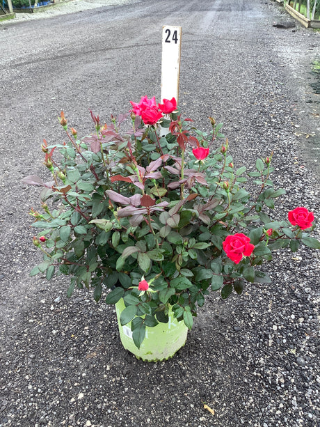 Red Double Knock Out Rose in a #2 container with bright red blooms and buds on a gravel surface, labeled number 24.