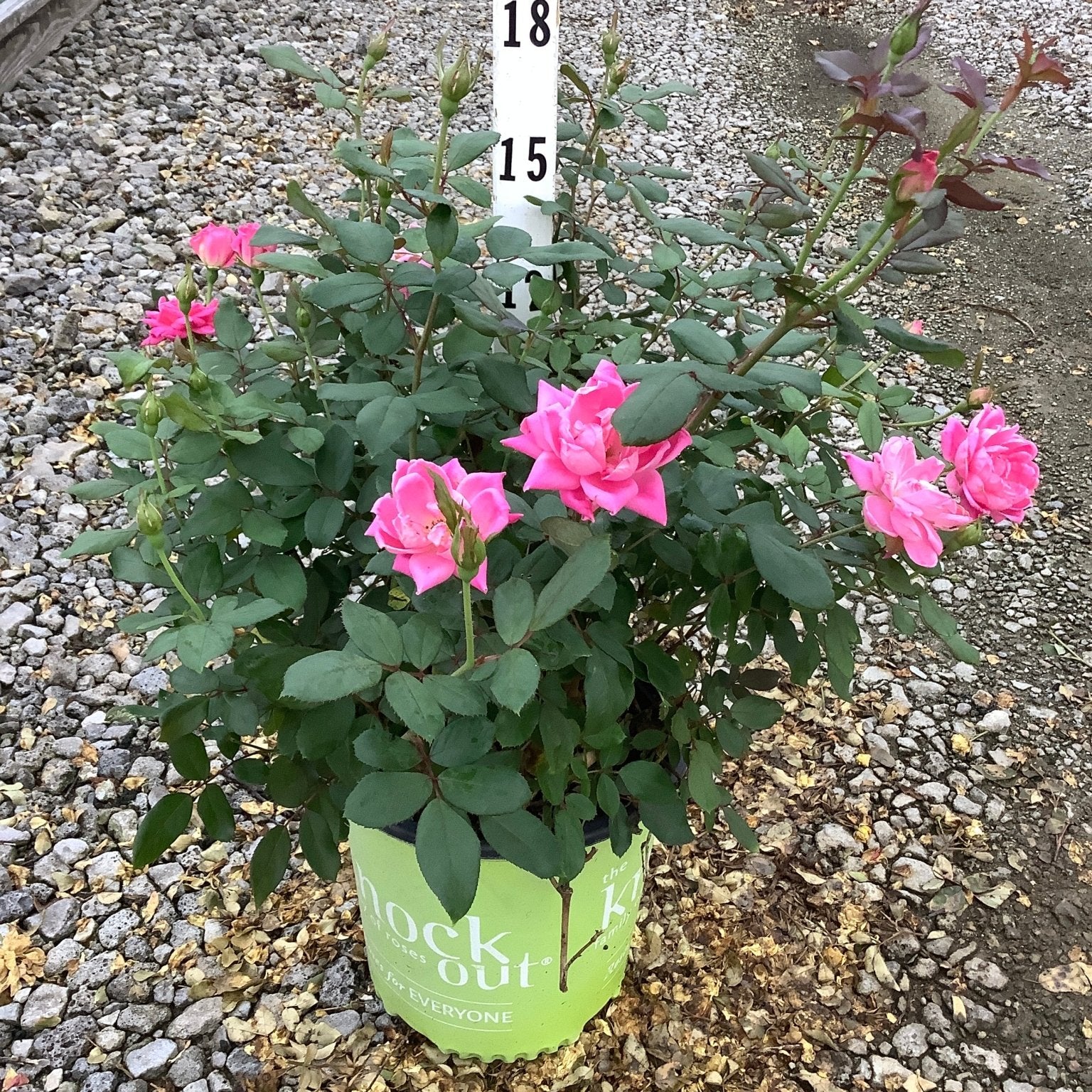Pink Double Knock Out Shrub Rose in a #2 container displaying bright pink double blooms and healthy green foliage.