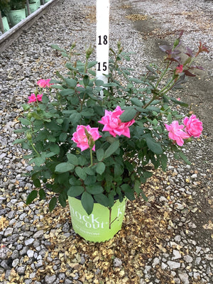 Pink Double Knock Out Shrub Rose in a #2 container displaying bright pink double blooms and healthy green foliage.