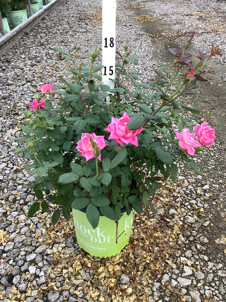 Pink Double Knock Out Shrub Rose in a #2 container displaying bright pink double blooms and healthy green foliage.