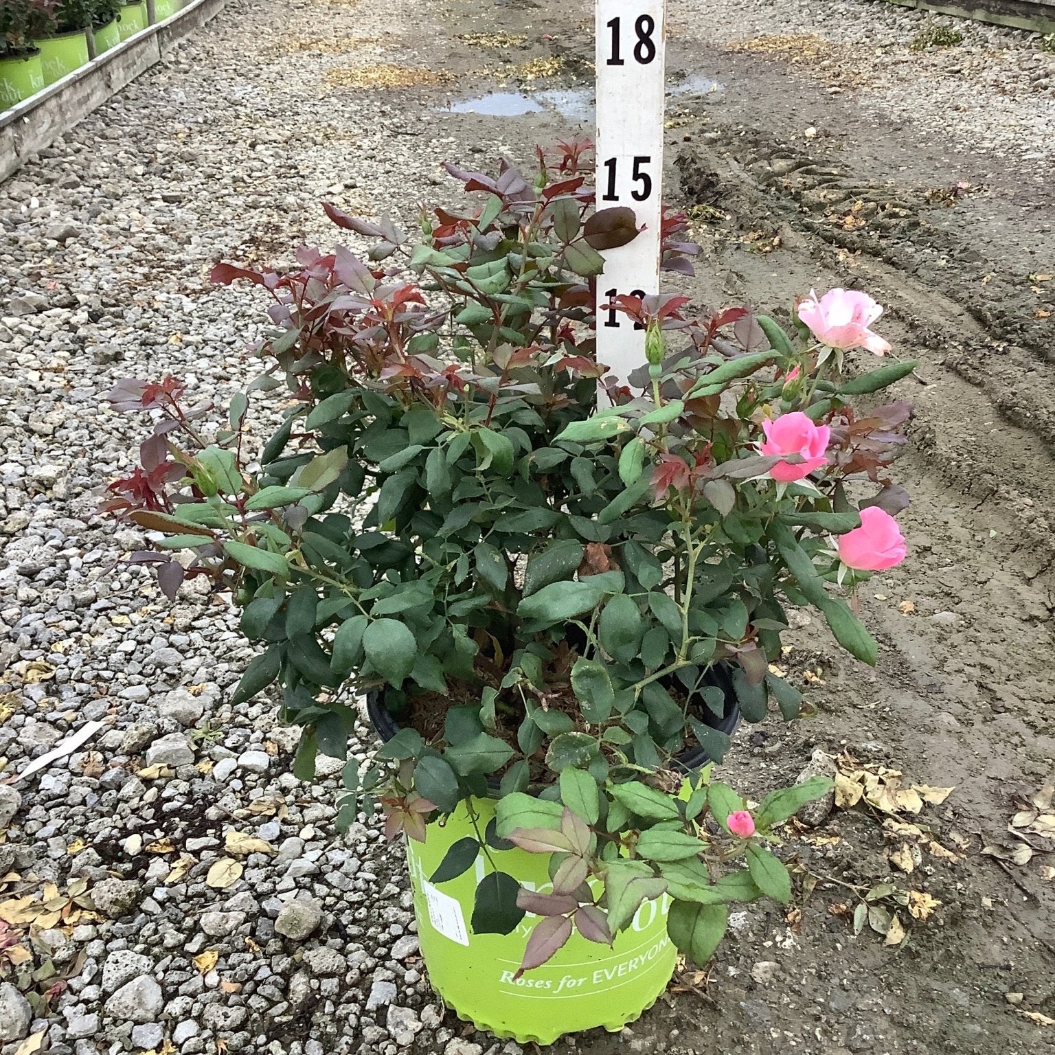 Blushing Knock Out Shrub Rose in a #2 container with pink blooms and dark red-green foliage at a nursery.