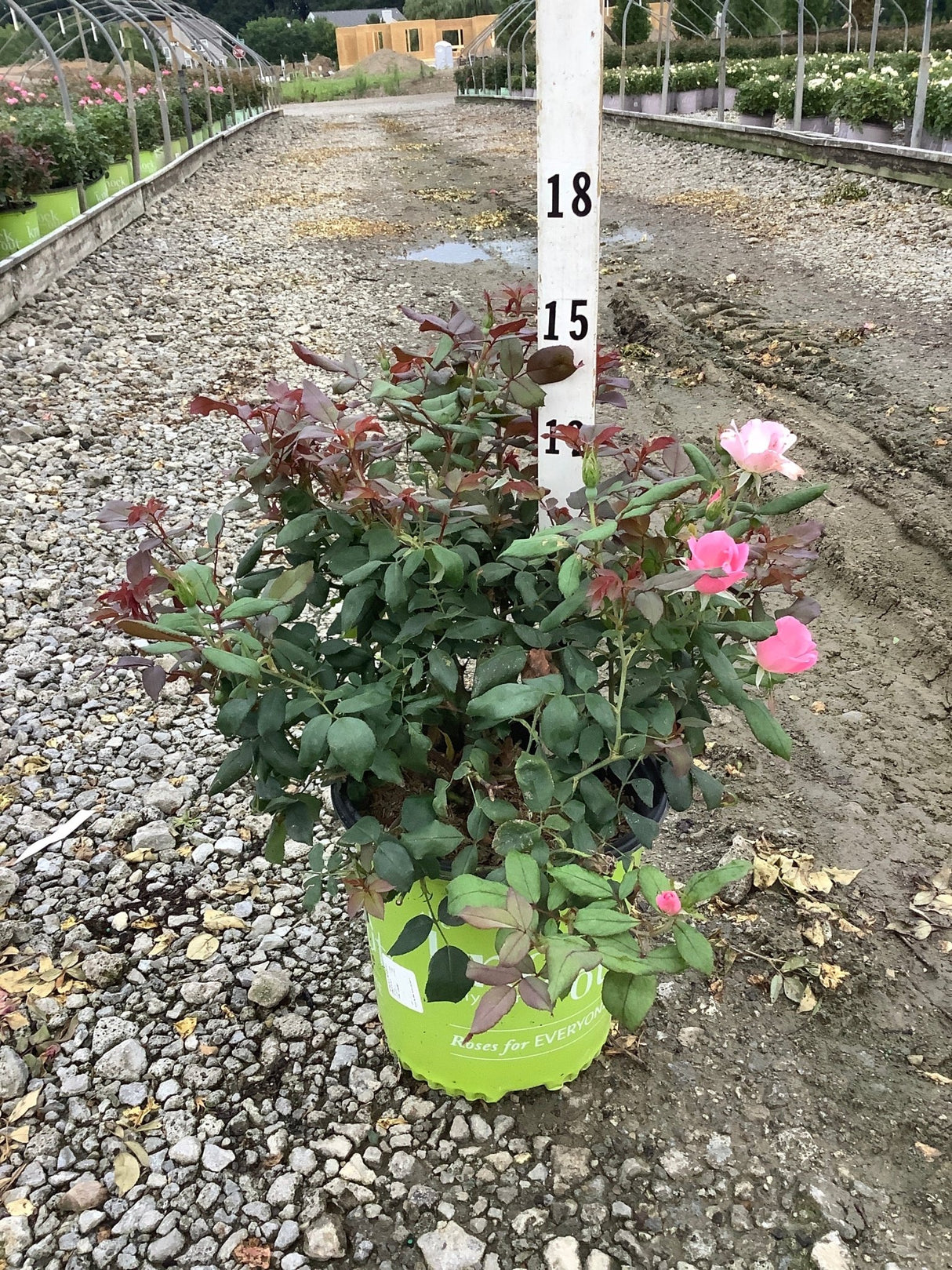 Blushing Knock Out Shrub Rose in a #2 container with pink blooms and dark red-green foliage at a nursery.