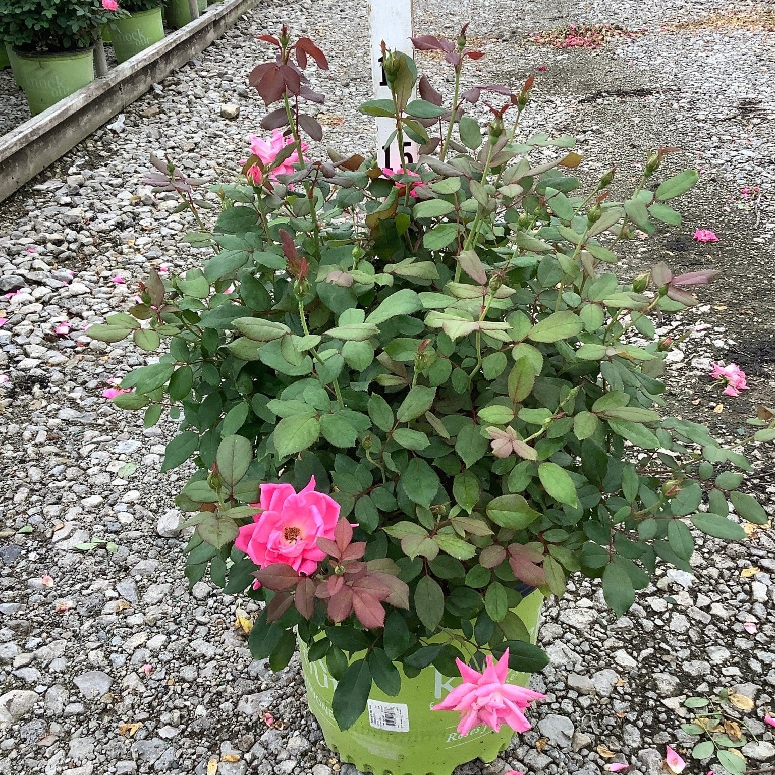 Pink Double Knock Out Shrub Rose in a #3 container with bright pink blooms and red-tinged foliage on a gravel nursery surface.
