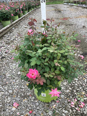 Pink Double Knock Out Shrub Rose in a #3 container with bright pink blooms and red-tinged foliage on a gravel nursery surface.