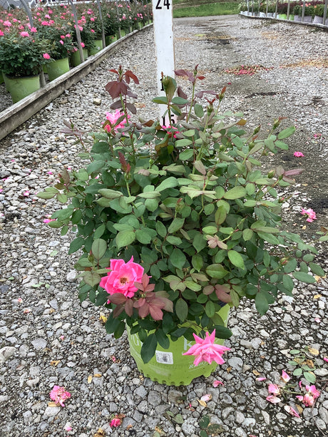 Pink Double Knock Out Shrub Rose in a #3 container with bright pink blooms and red-tinged foliage on a gravel nursery surface.