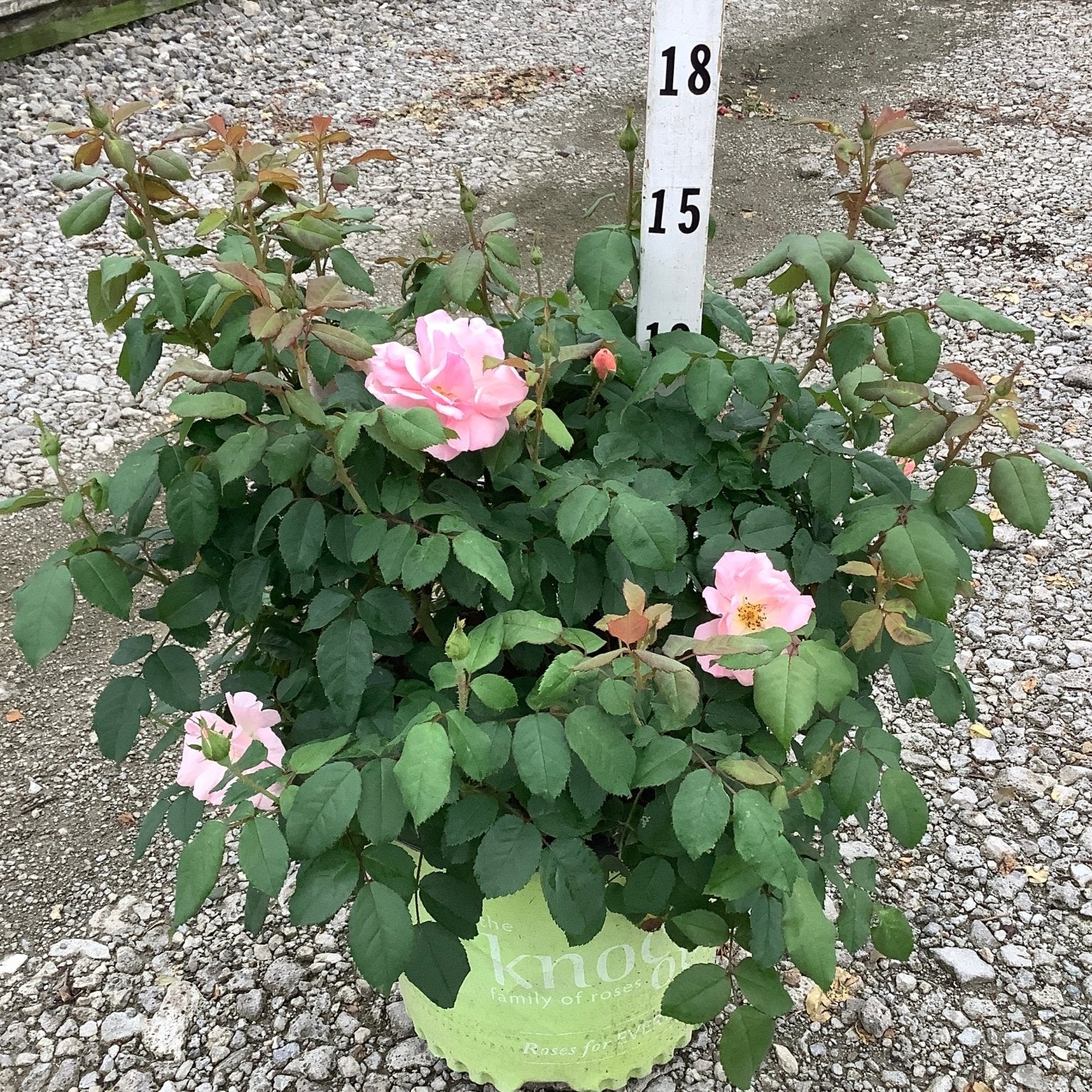 Peachy Knock Out Shrub Rose in a green nursery container with soft pink blooms and glossy foliage.
