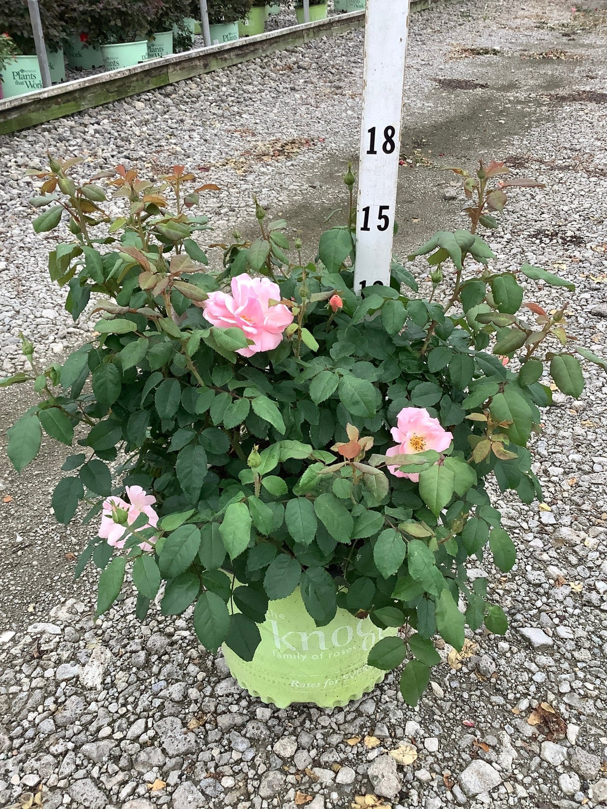 Peachy Knock Out Shrub Rose in a green nursery container with soft pink blooms and glossy foliage.