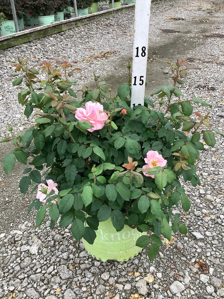 Peachy Knock Out Shrub Rose in a green nursery container with soft pink blooms and glossy foliage.
