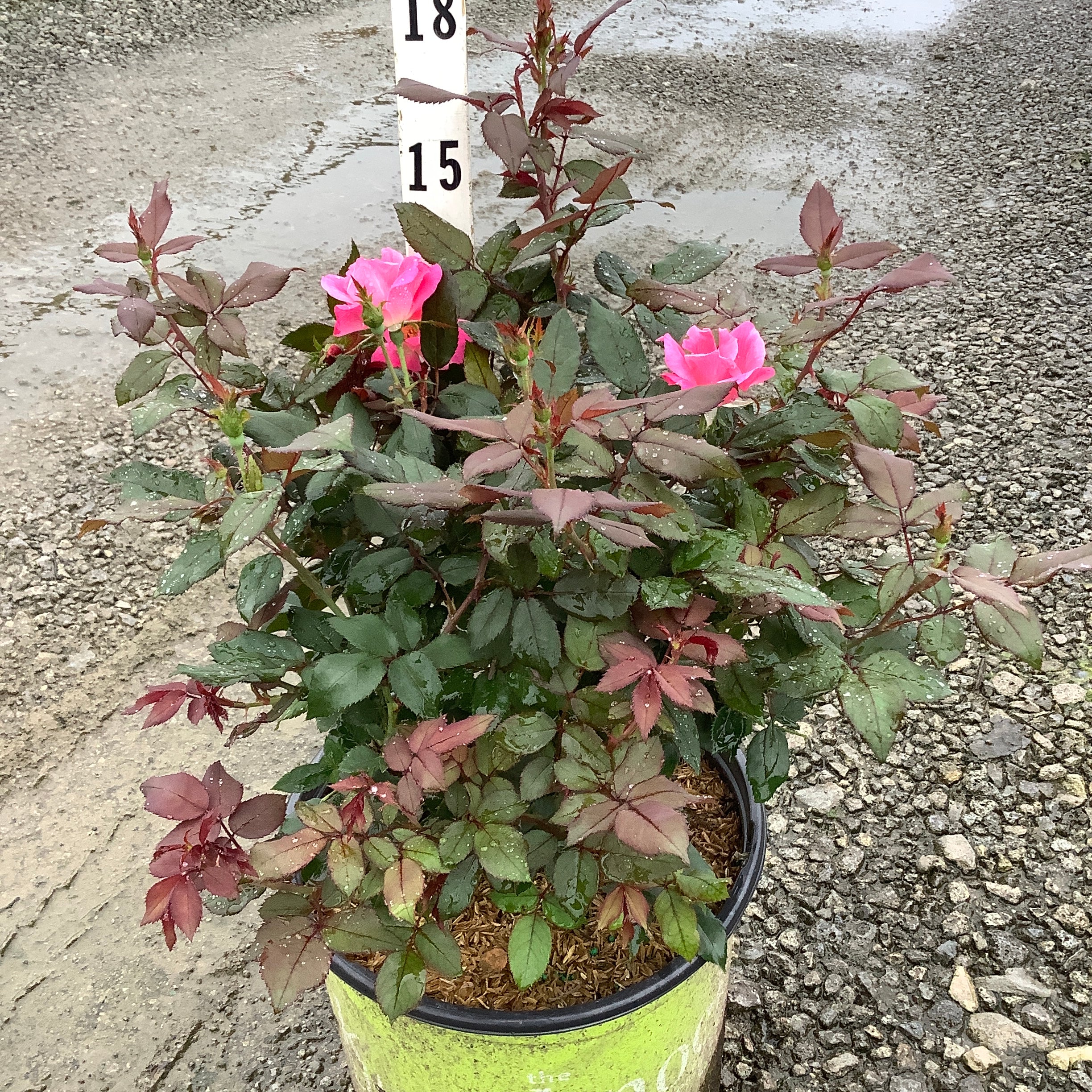 Pink Knock Out Shrub Rose in a #3 container with hot pink blooms and dark foliage, shown on a rainy nursery lot.