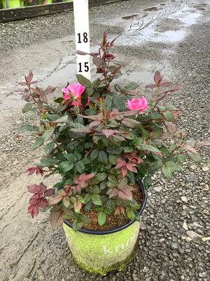 Pink Knock Out Shrub Rose in a #3 container with hot pink blooms and dark foliage, shown on a rainy nursery lot.