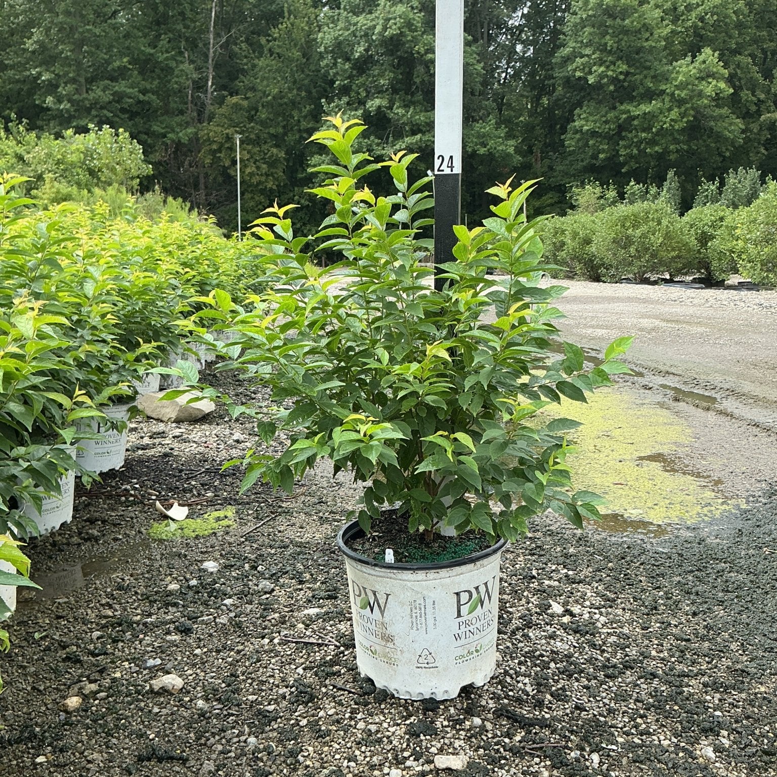 Easy as Pie Bush Cherry shrub in a #3 Proven Winners container at a nursery, showing lush green foliage.