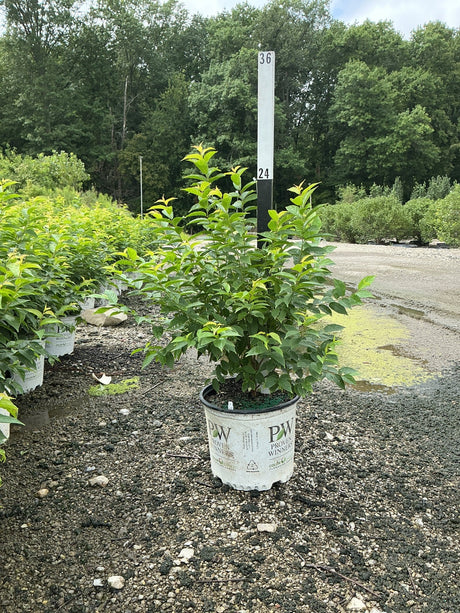 Easy as Pie Bush Cherry shrub in a #3 Proven Winners container at a nursery, showing lush green foliage.