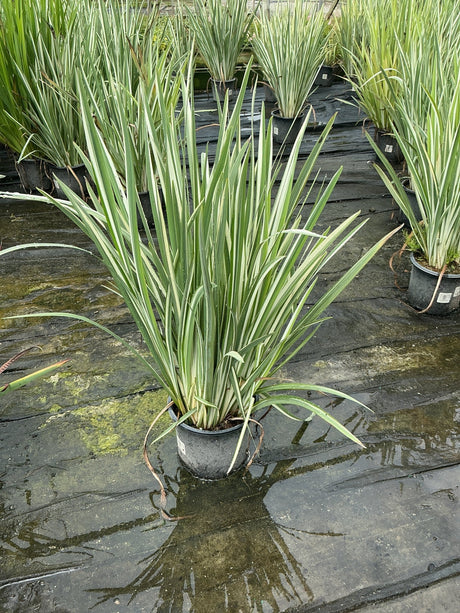 Variegata Japanese Iris in a nursery container showing bold green and cream striped upright foliage.