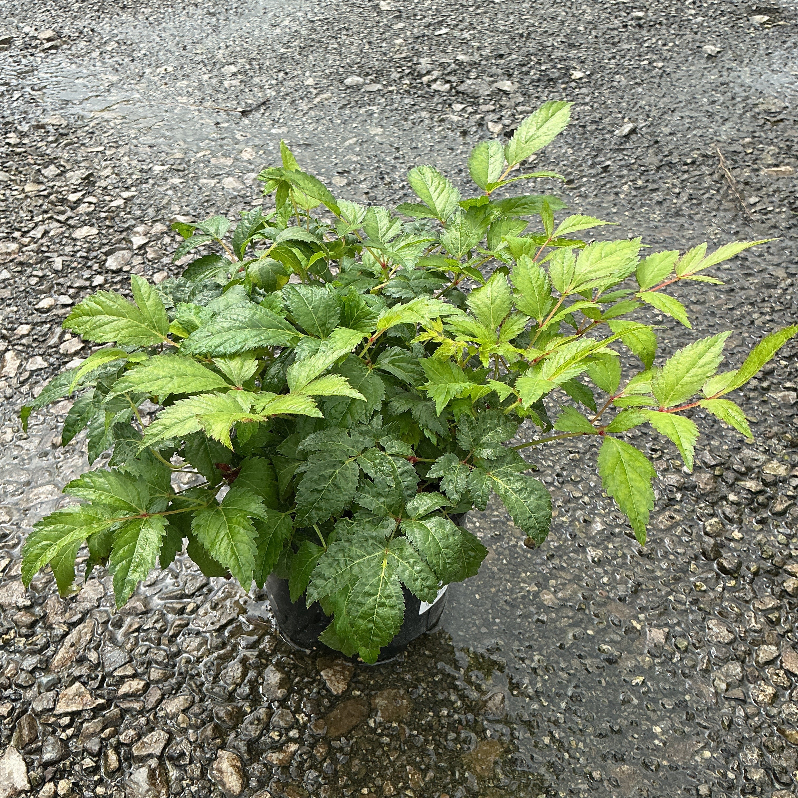 Fanal Astilbe growing in a #1 nursery container, displaying dense bright green compound foliage on a gravel surface.