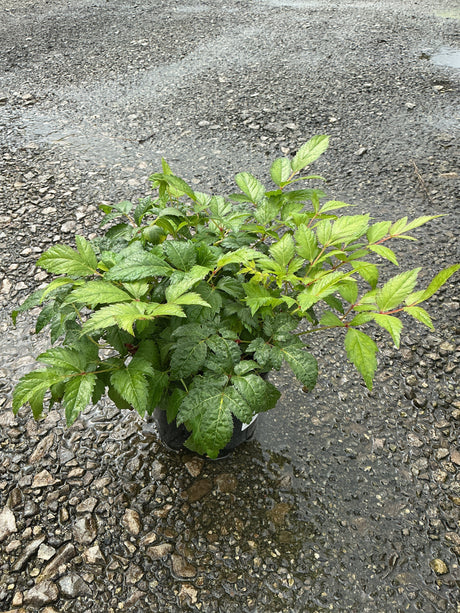 Fanal Astilbe growing in a #1 nursery container, displaying dense bright green compound foliage on a gravel surface.
