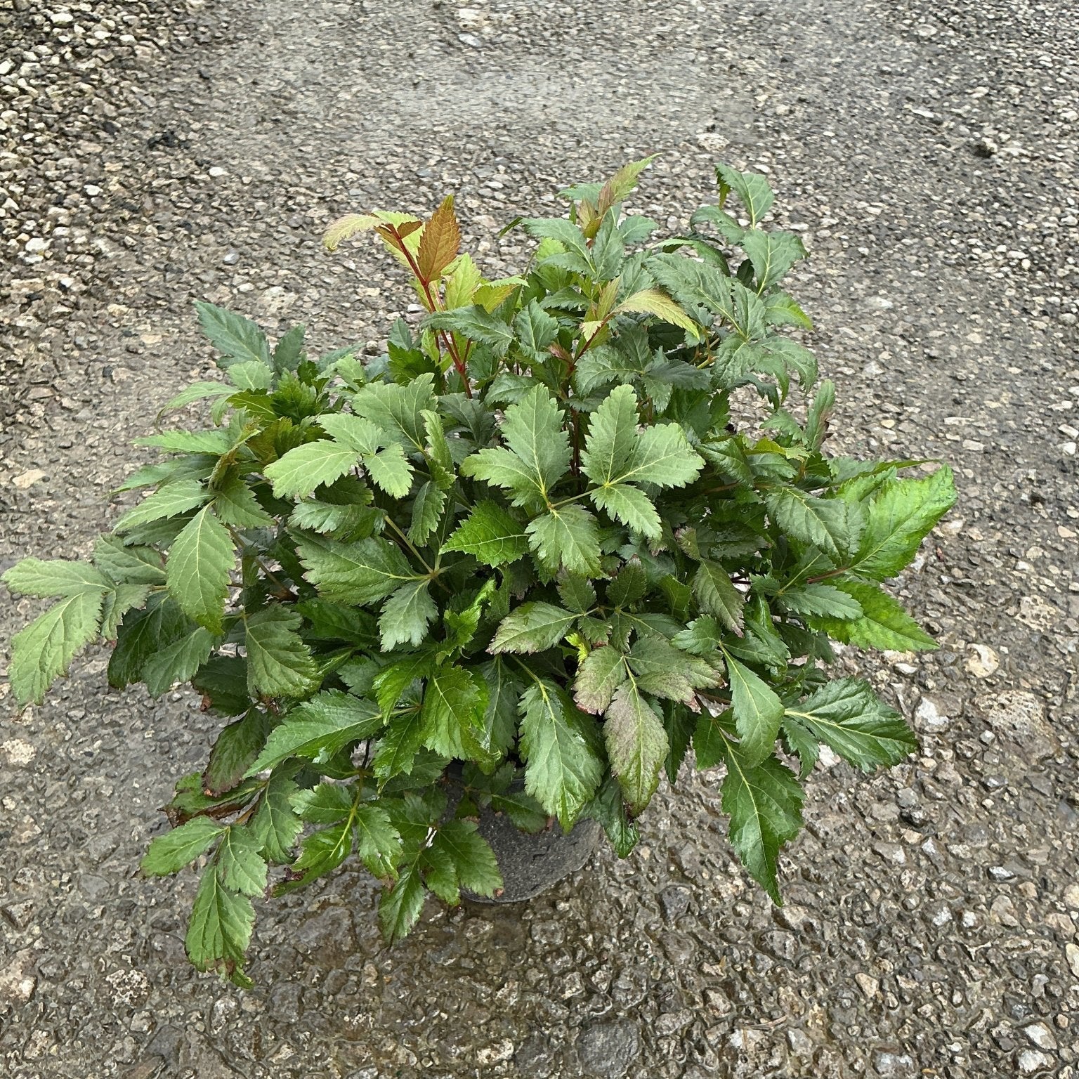 Montgomery Astilbe in a #1 container showing dense mounding foliage with reddish-tinged new growth.