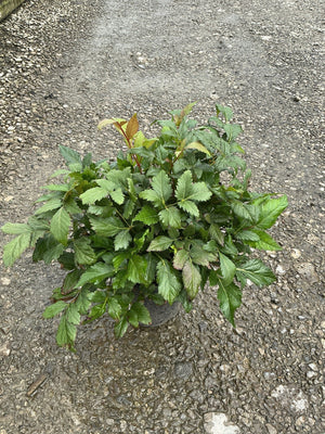 Montgomery Astilbe in a #1 container showing dense mounding foliage with reddish-tinged new growth.