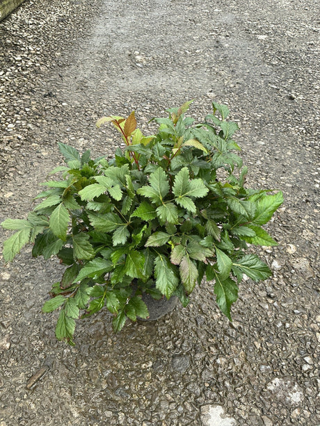Montgomery Astilbe in a #1 container showing dense mounding foliage with reddish-tinged new growth.