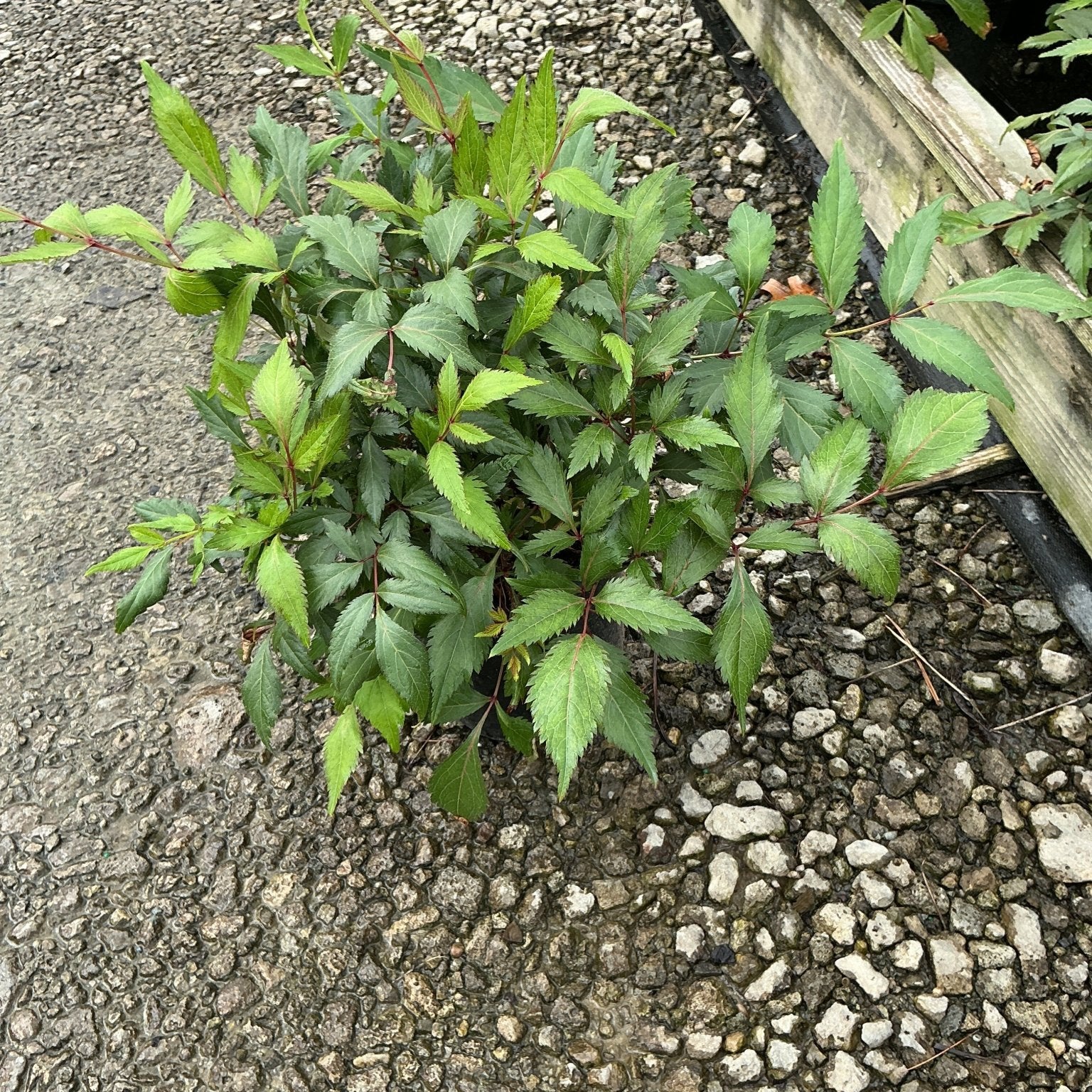 Peach Blossom Astilbe foliage in a #1 container, showing serrated green leaves with reddish stems.