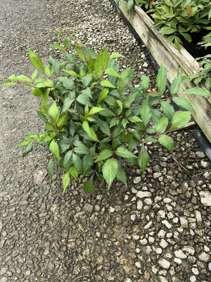 Peach Blossom Astilbe foliage in a #1 container, showing serrated green leaves with reddish stems.