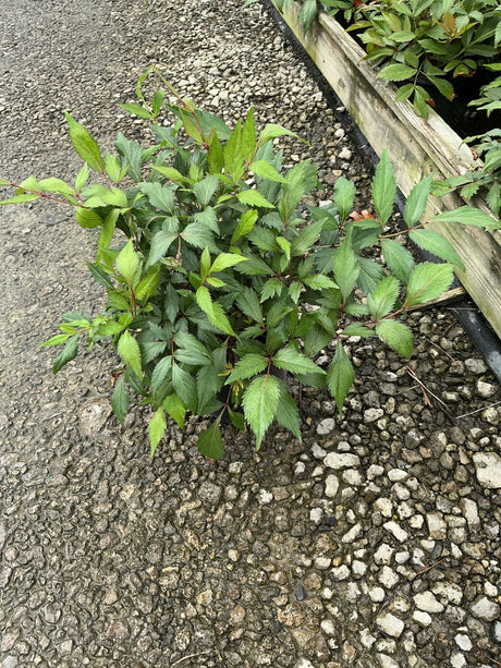 Peach Blossom Astilbe foliage in a #1 container, showing serrated green leaves with reddish stems.