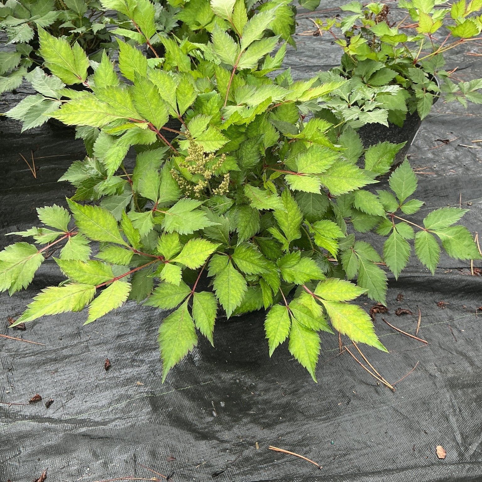 Vision in White Astilbe in a #1 container showing bright green serrated foliage and emerging flower buds.