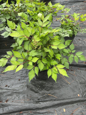 Vision in White Astilbe in a #1 container showing bright green serrated foliage and emerging flower buds.