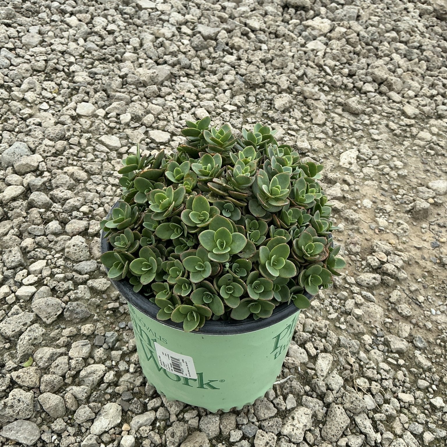 SunSparkler Lime Zinger Sedum in a #1 container, showing dense mounding green rosette foliage on a gravel surface.
