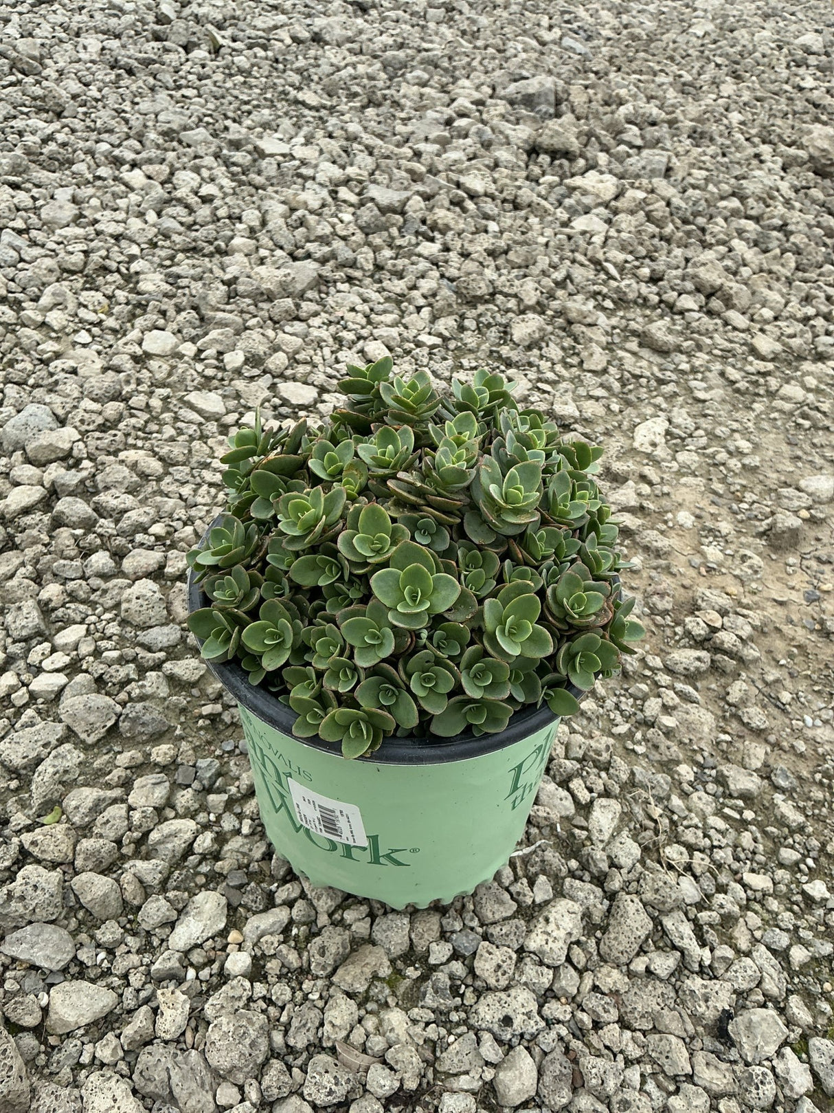 SunSparkler Lime Zinger Sedum in a #1 container, showing dense mounding green rosette foliage on a gravel surface.