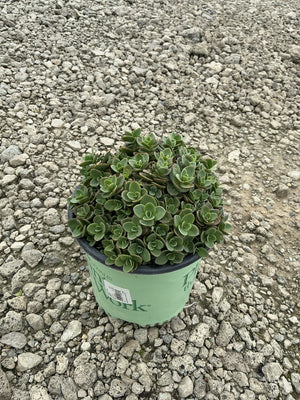 SunSparkler Lime Zinger Sedum in a #1 container, showing dense mounding green rosette foliage on a gravel surface.