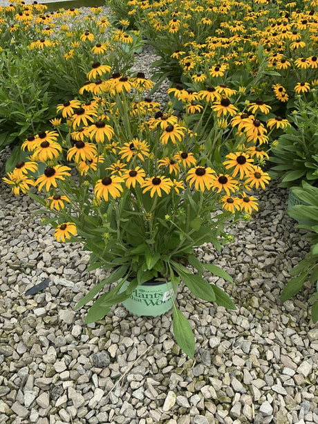 American Gold Rush Black-Eyed Susan in a nursery container, covered in bright golden-yellow blooms with dark centers.