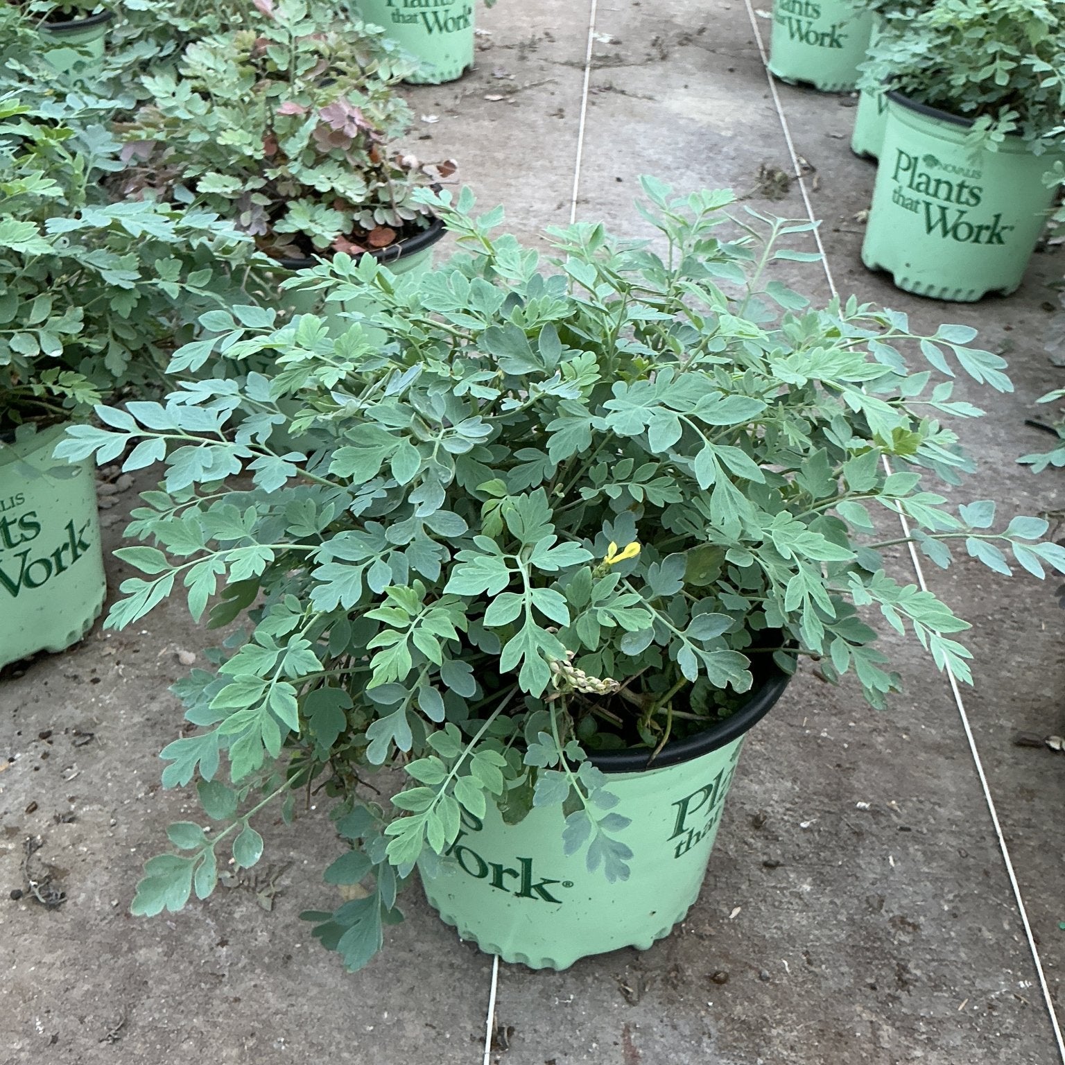 Corydalis Canary Feathers growing in a #1 nursery container with delicate blue-green fernlike foliage and small yellow blooms.