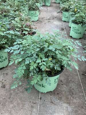 Corydalis Canary Feathers growing in a #1 nursery container with delicate blue-green fernlike foliage and small yellow blooms.
