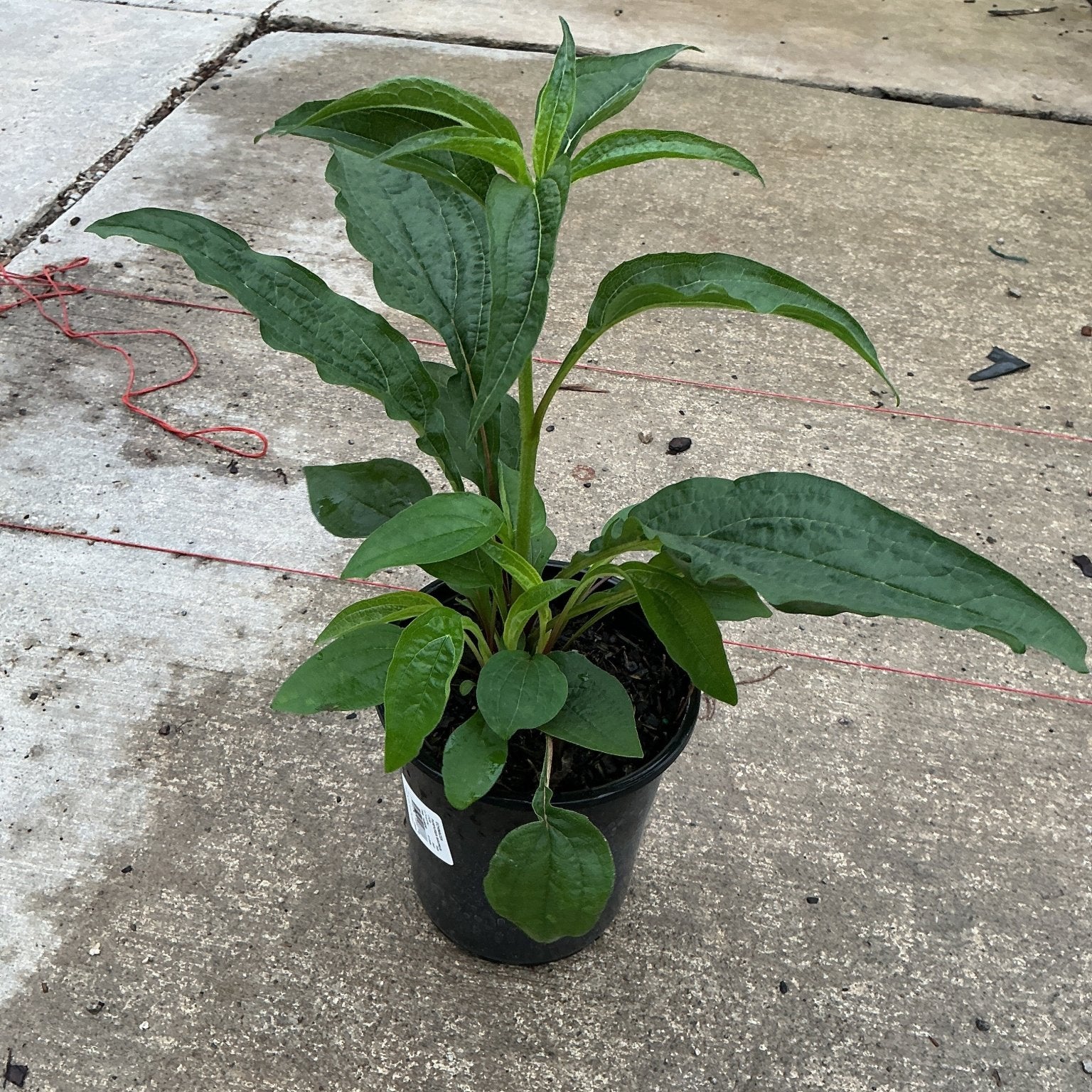 Magnus Purple Coneflower plant in a #1 black nursery container showing lush green foliage before blooming.