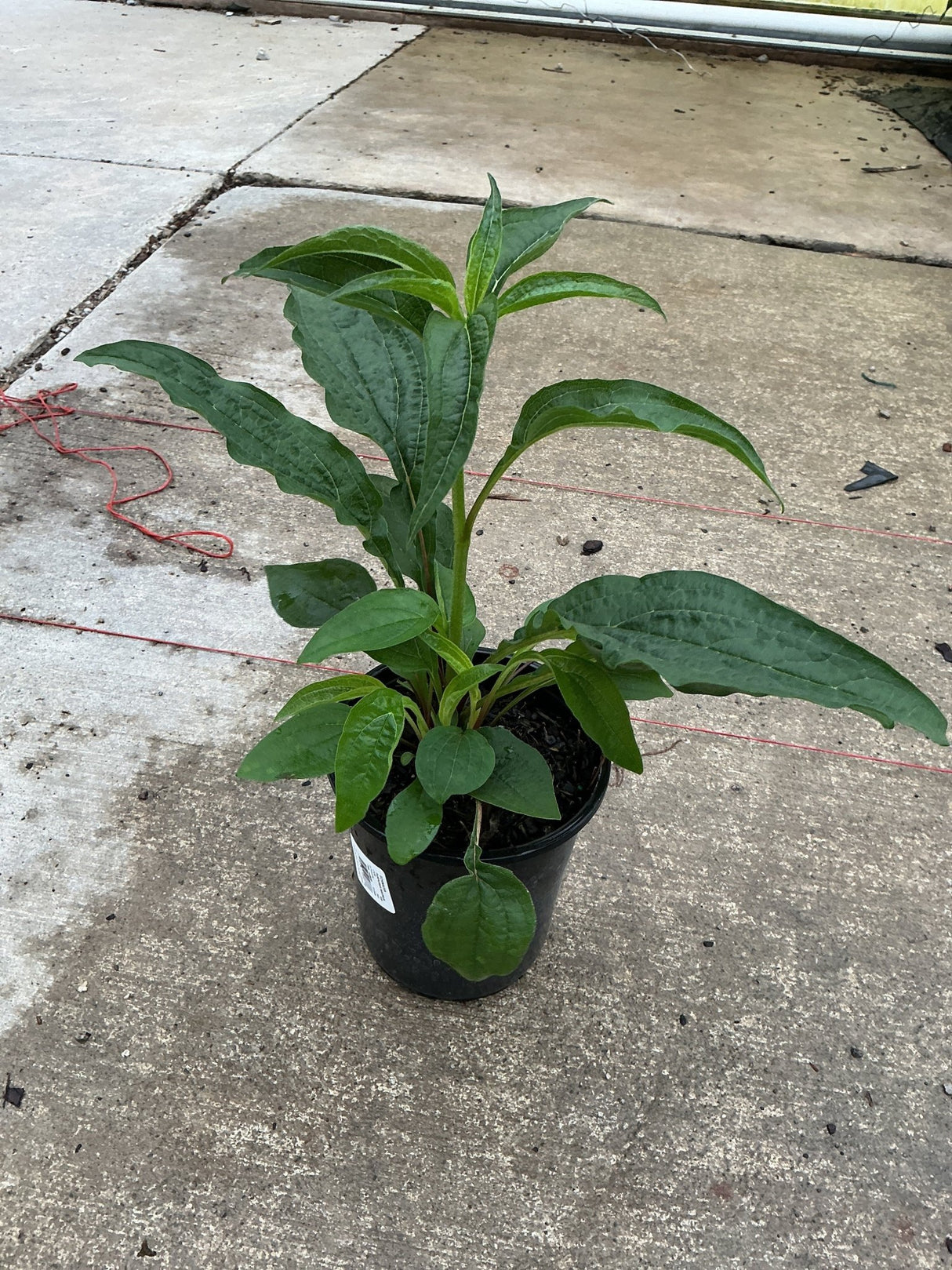 Magnus Purple Coneflower plant in a #1 black nursery container showing lush green foliage before blooming.