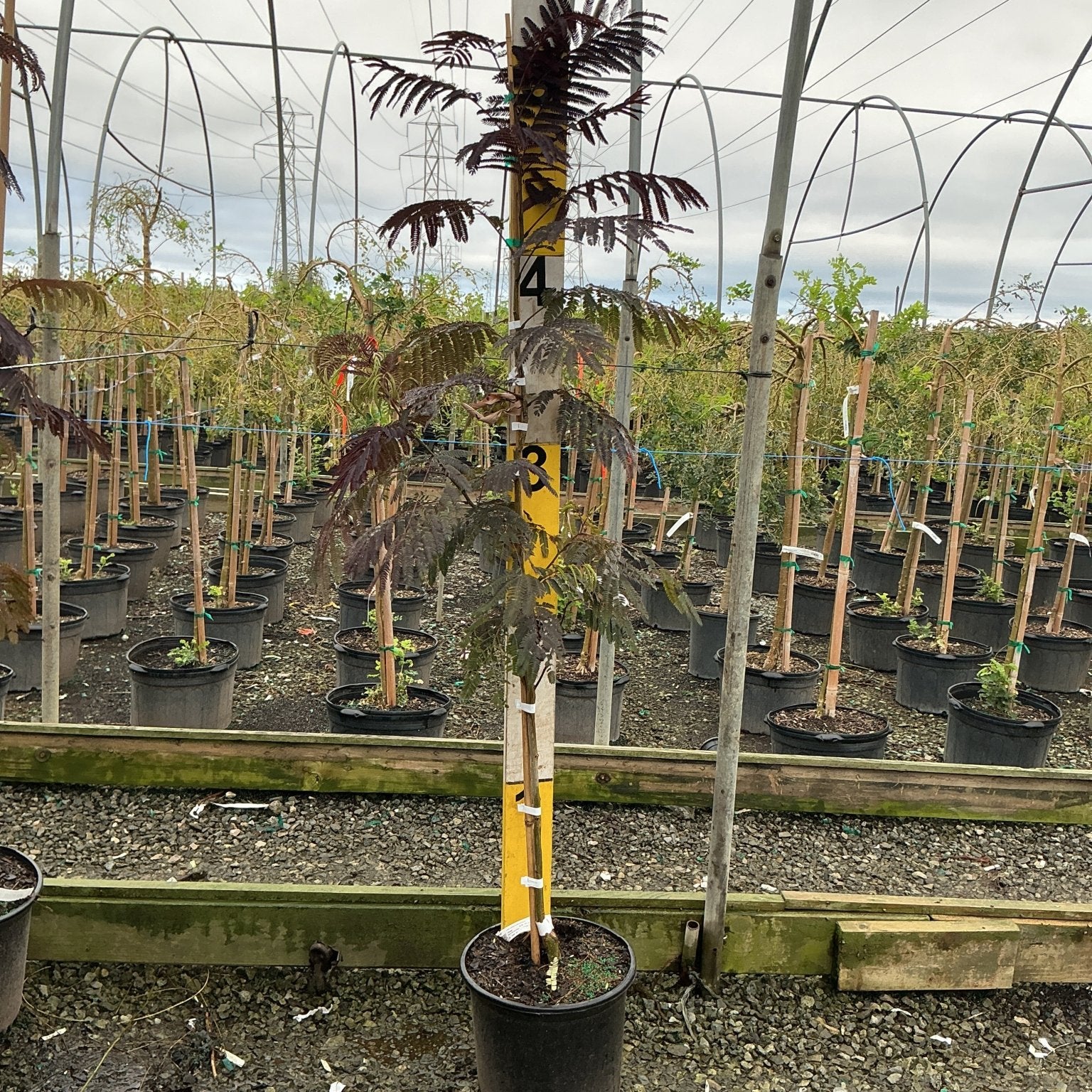 Summer Chocolate Mimosa Tree in a #5 container, showing deep burgundy fernlike foliage on a young staked tree in a nursery greenhouse.