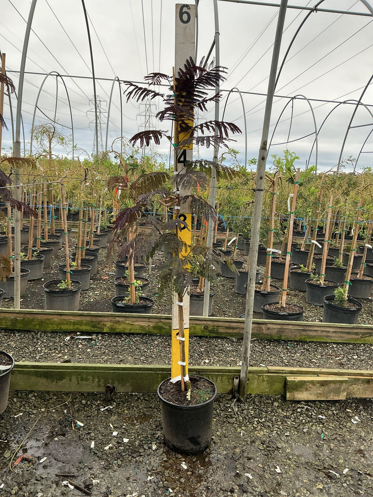 Summer Chocolate Mimosa Tree in a #5 container, showing deep burgundy fernlike foliage on a young staked tree in a nursery greenhouse.