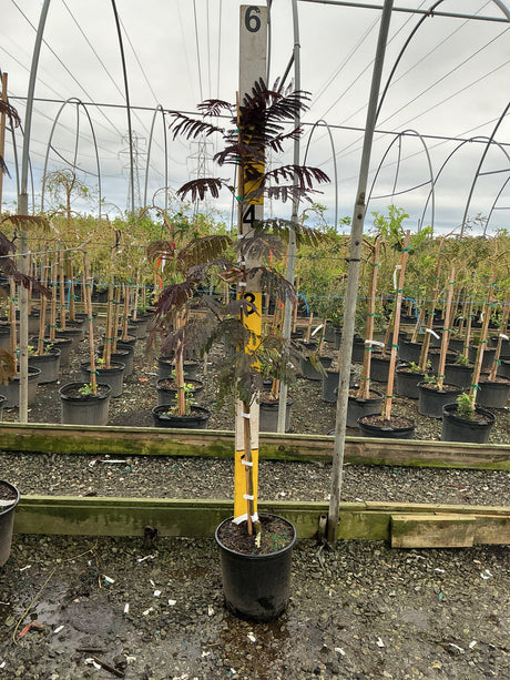 Summer Chocolate Mimosa Tree in a #5 container, showing deep burgundy fernlike foliage on a young staked tree in a nursery greenhouse.