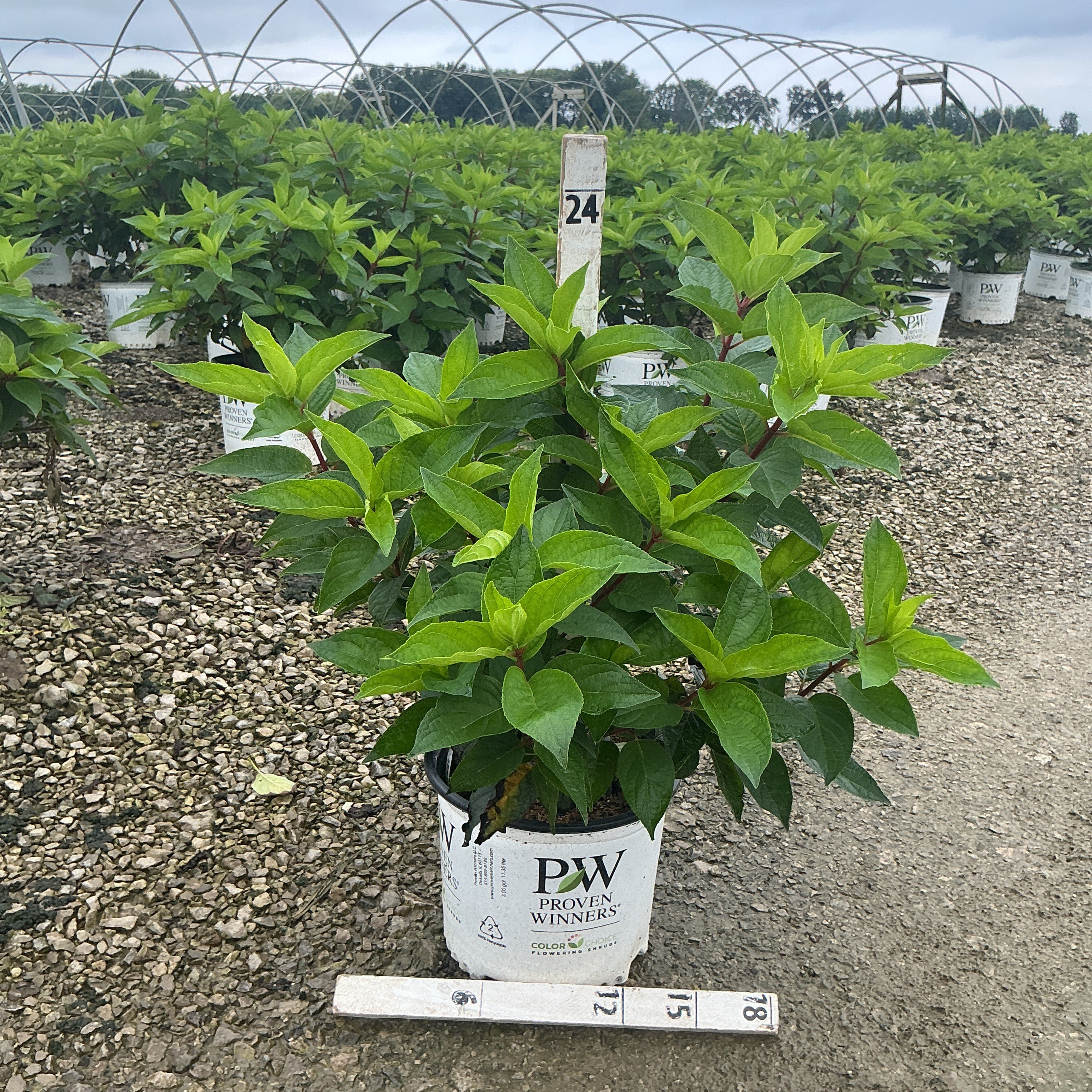 Pinky Winky Panicle Hydrangea shrub in a Proven Winners #3 container at a nursery growing field.