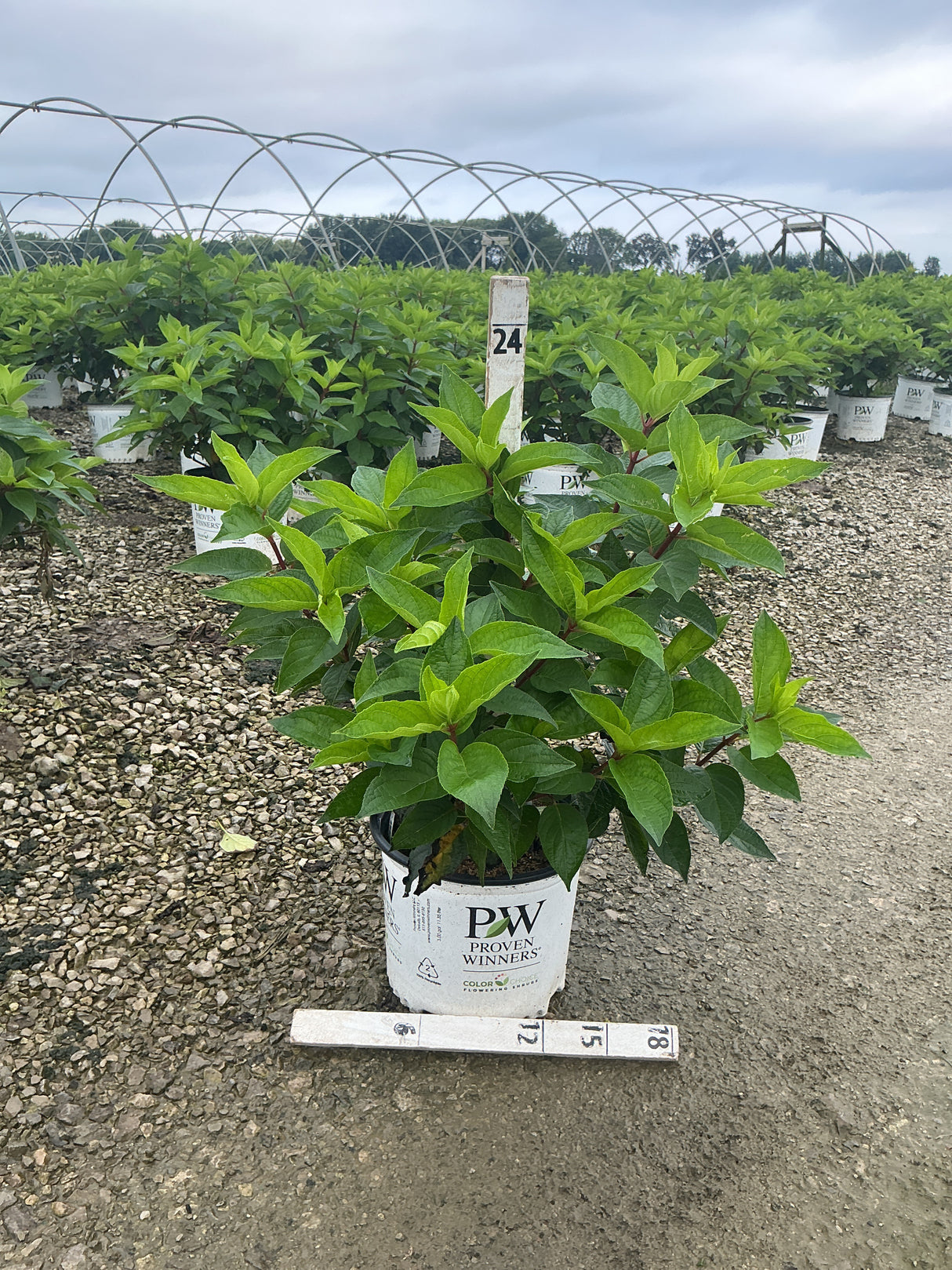 Pinky Winky Panicle Hydrangea shrub in a Proven Winners #3 container at a nursery growing field.