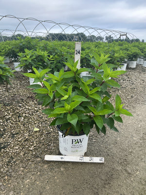 Pinky Winky Panicle Hydrangea shrub in a Proven Winners #3 container at a nursery growing field.