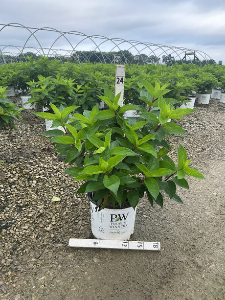 Pinky Winky Panicle Hydrangea shrub in a Proven Winners #3 container at a nursery growing field.
