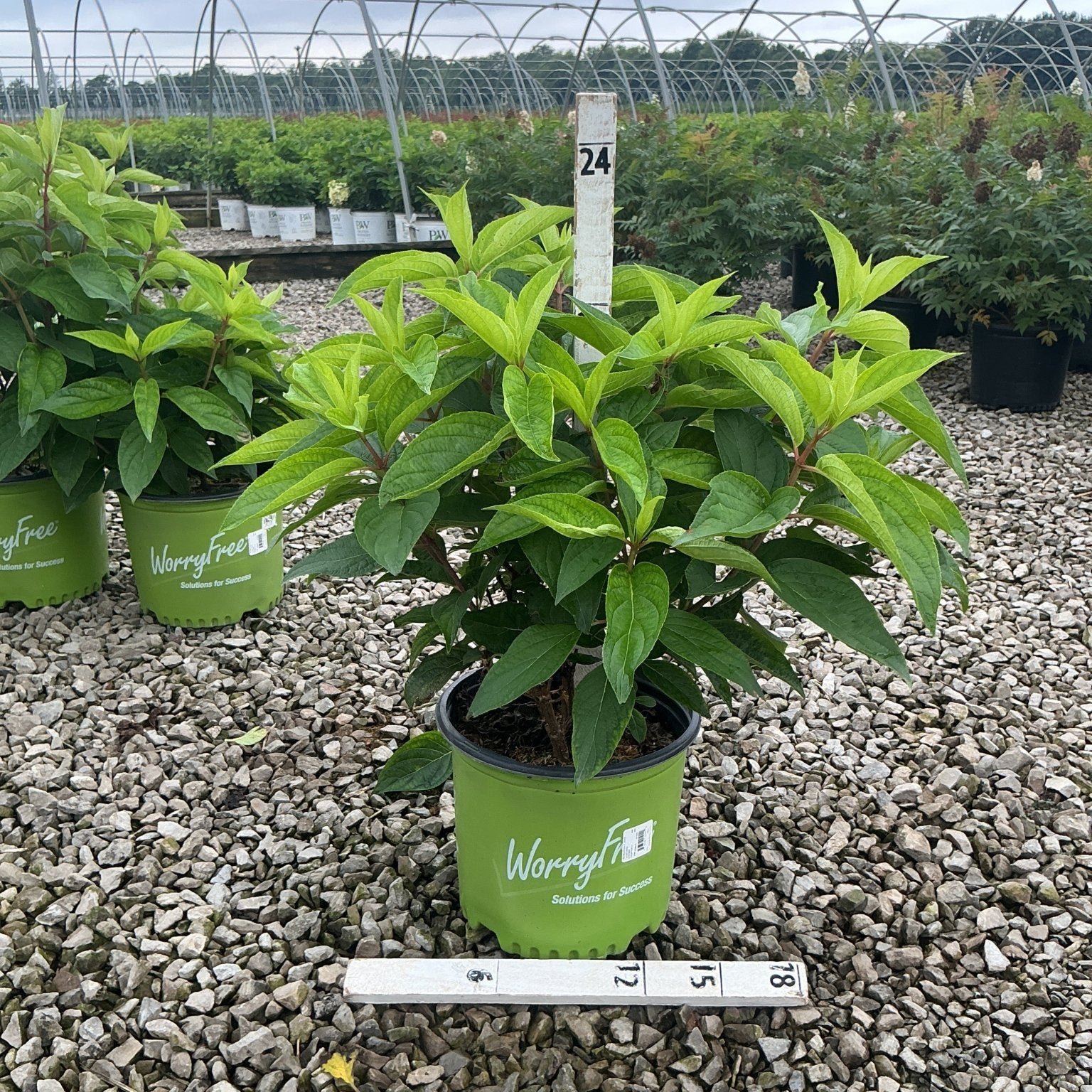 Love-A-Lot Pink Hydrangea Tree in a WorryFree container at a nursery, showing lush green foliage before bloom.