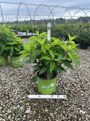 Love-A-Lot Pink Hydrangea Tree in a WorryFree container at a nursery, showing lush green foliage before bloom.