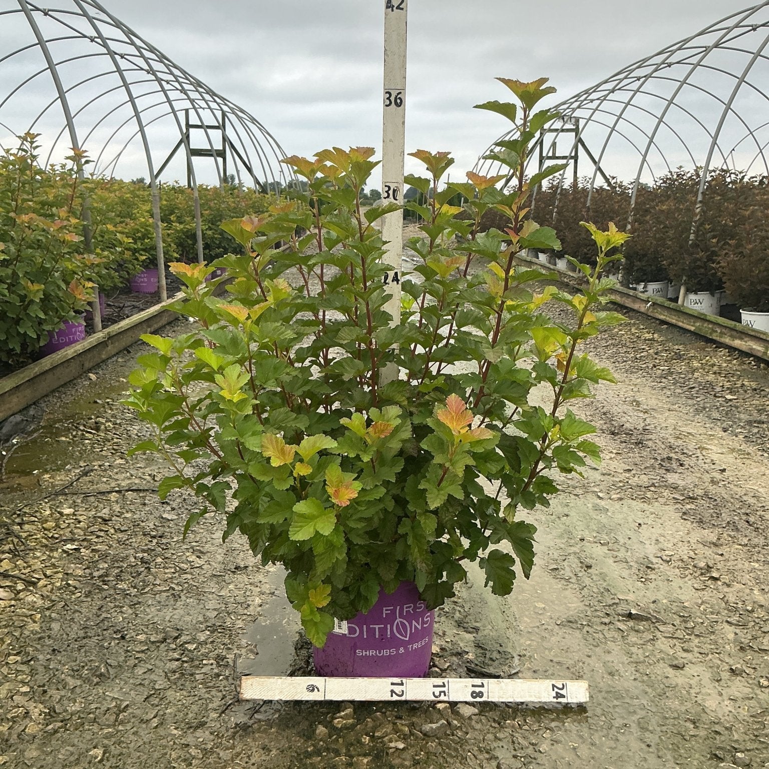 Amber Jubilee Ninebark shrub in a purple #3 container, showing multi-toned foliage in green, amber, and orange at a nursery.