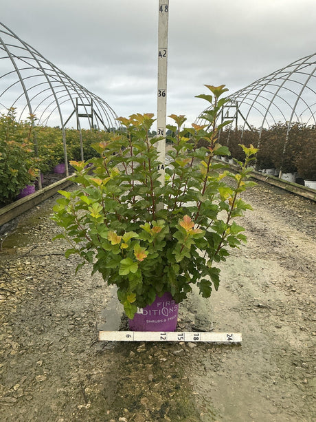 Amber Jubilee Ninebark shrub in a purple #3 container, showing multi-toned foliage in green, amber, and orange at a nursery.
