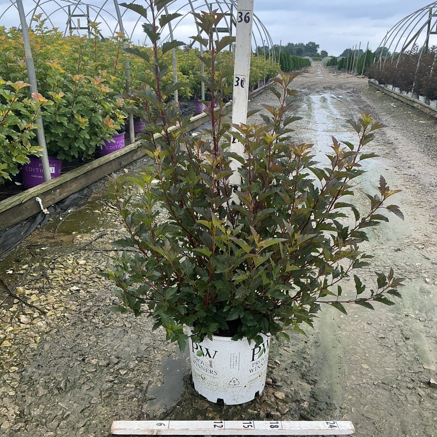 Summer Wine Ninebark shrub in a #3 Proven Winners container showing deep burgundy foliage at a nursery.